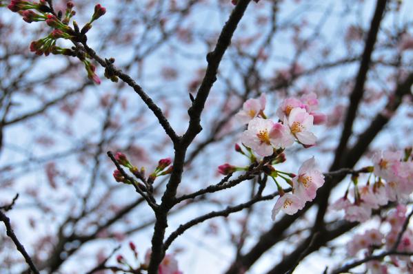 吉野公园樱花节-4