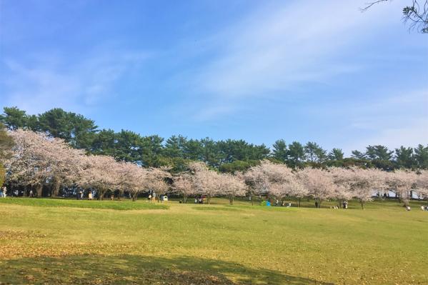 吉野公园樱花节-2