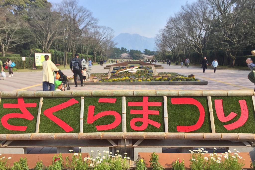 요시노 공원 벚꽃 축제-1