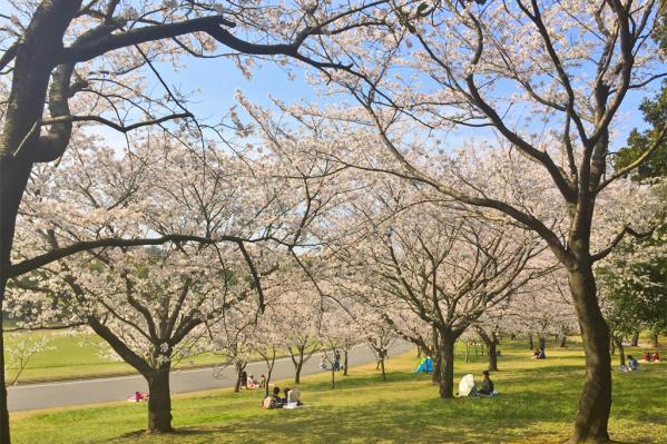 吉野公园樱花节-7