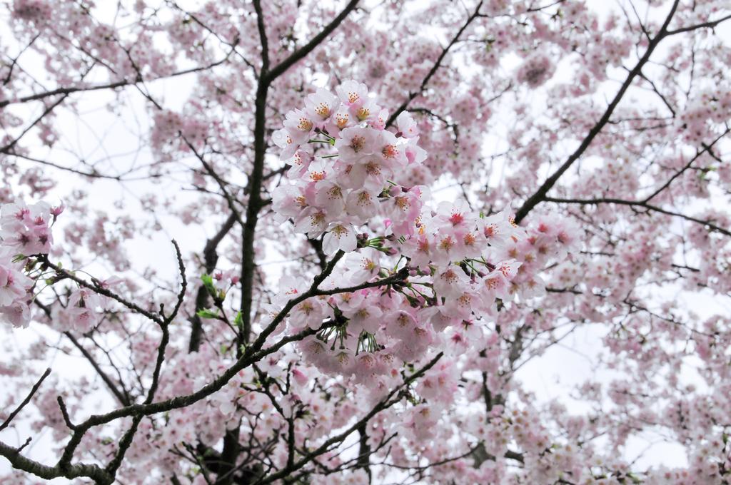 요시노 공원 벚꽃 축제-5