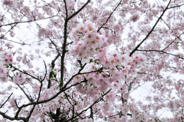 Yoshino Park Cherry Blossom Festival-5