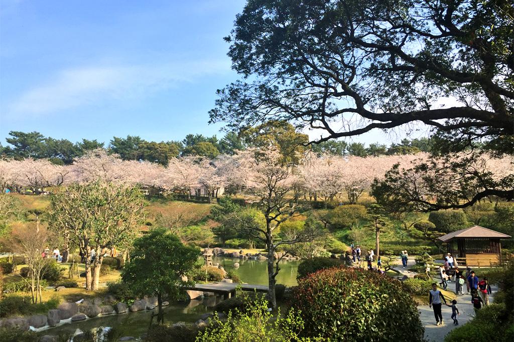 吉野公园樱花节-3