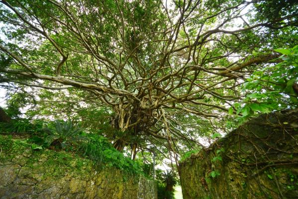 平家の石垣と300年のガジュマル-0