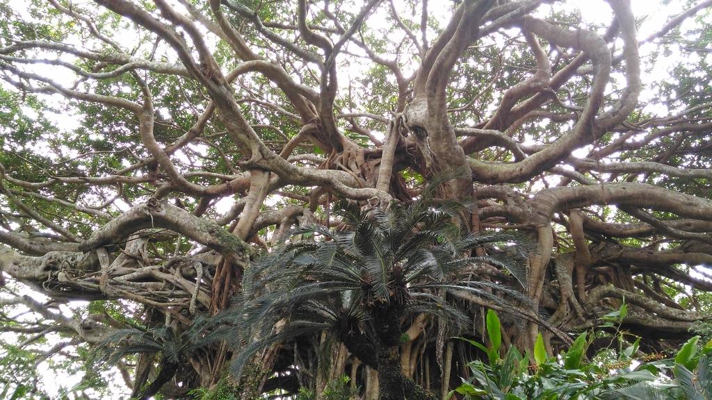 Agon 300-Year-Old Banyan Tree and Bungalow Stone Fences-5