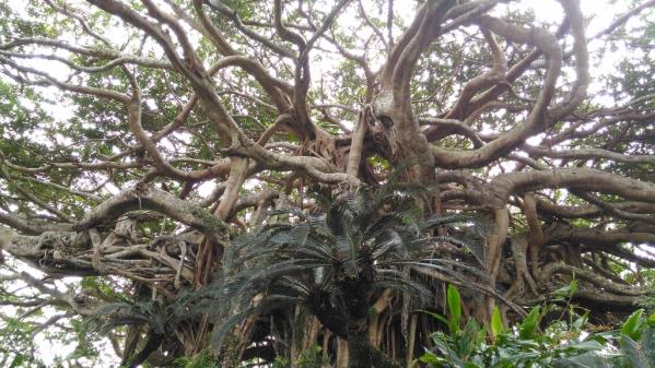 Agon 300-Year-Old Banyan Tree and Bungalow Stone Fences-5