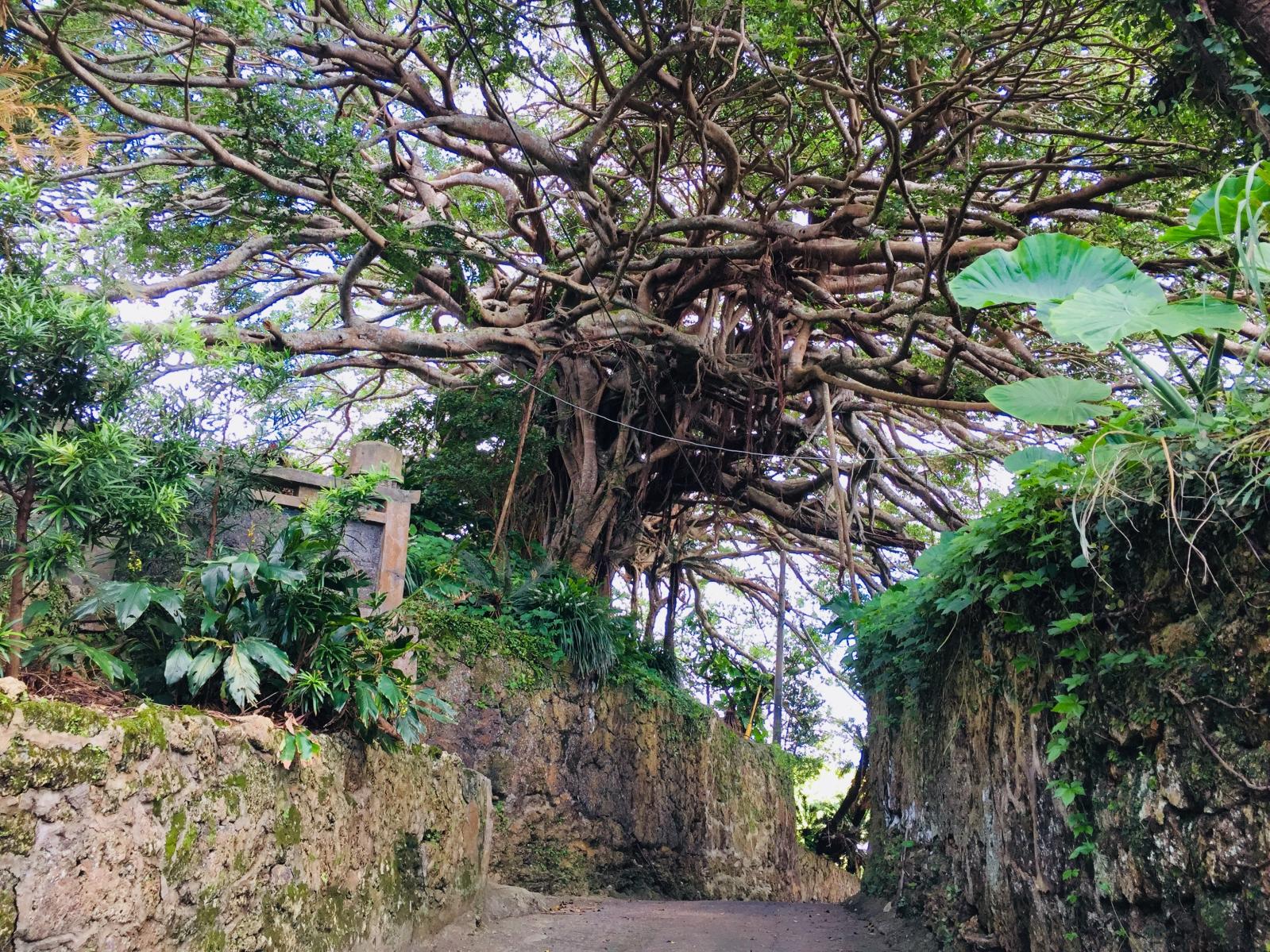 Agon 300-Year-Old Banyan Tree and Bungalow Stone Fences-2