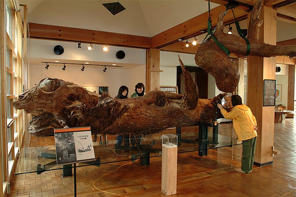  Bảo tàng Yakusugi 