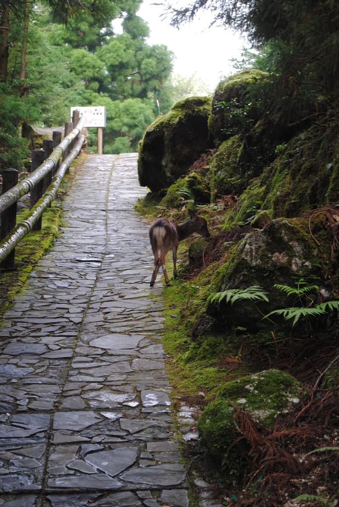 屋久杉森林樂園-2