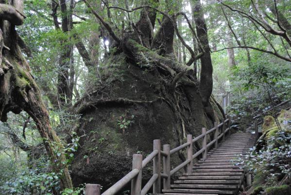 屋久杉森林园-0