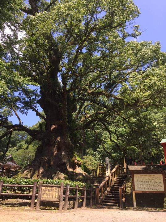 蒲生八幡神社六月灯-7