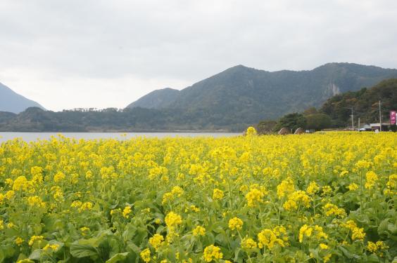 指宿の菜の花畑-3