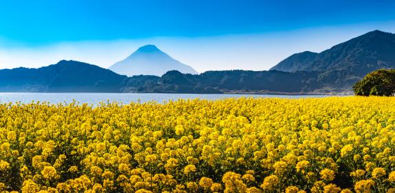 指宿の菜の花畑-2