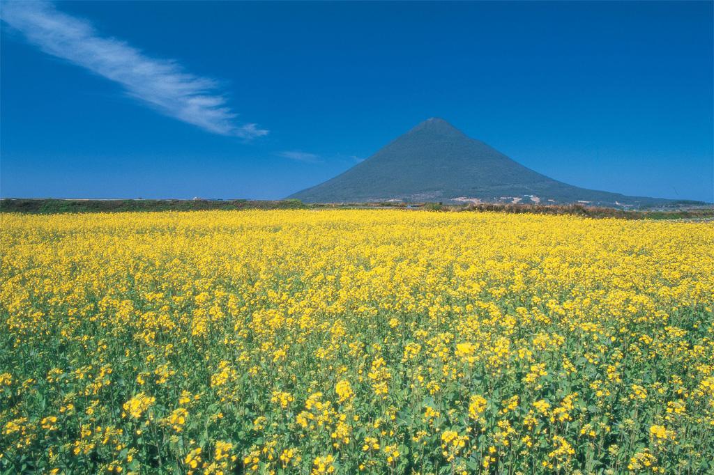 指宿の菜の花畑-1