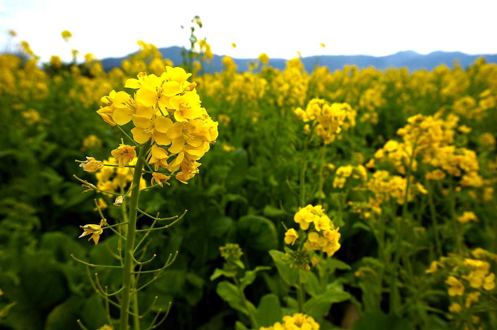 指宿の菜の花畑-4