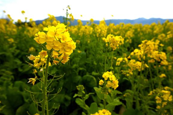 指宿の菜の花畑-4