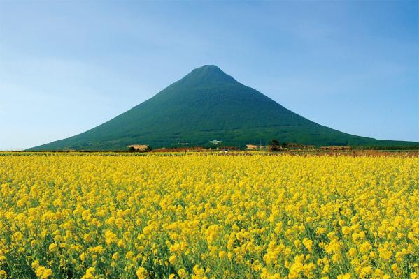 指宿の菜の花畑-1