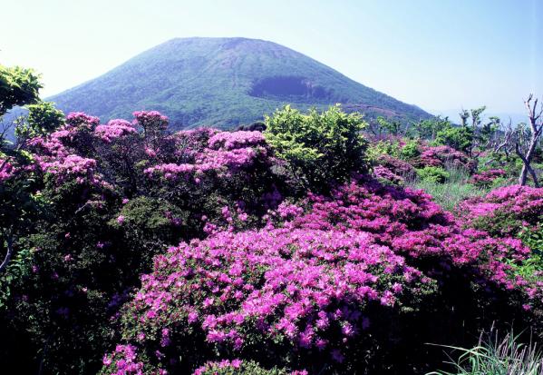 Kyushu Azaleas in Bloom-6