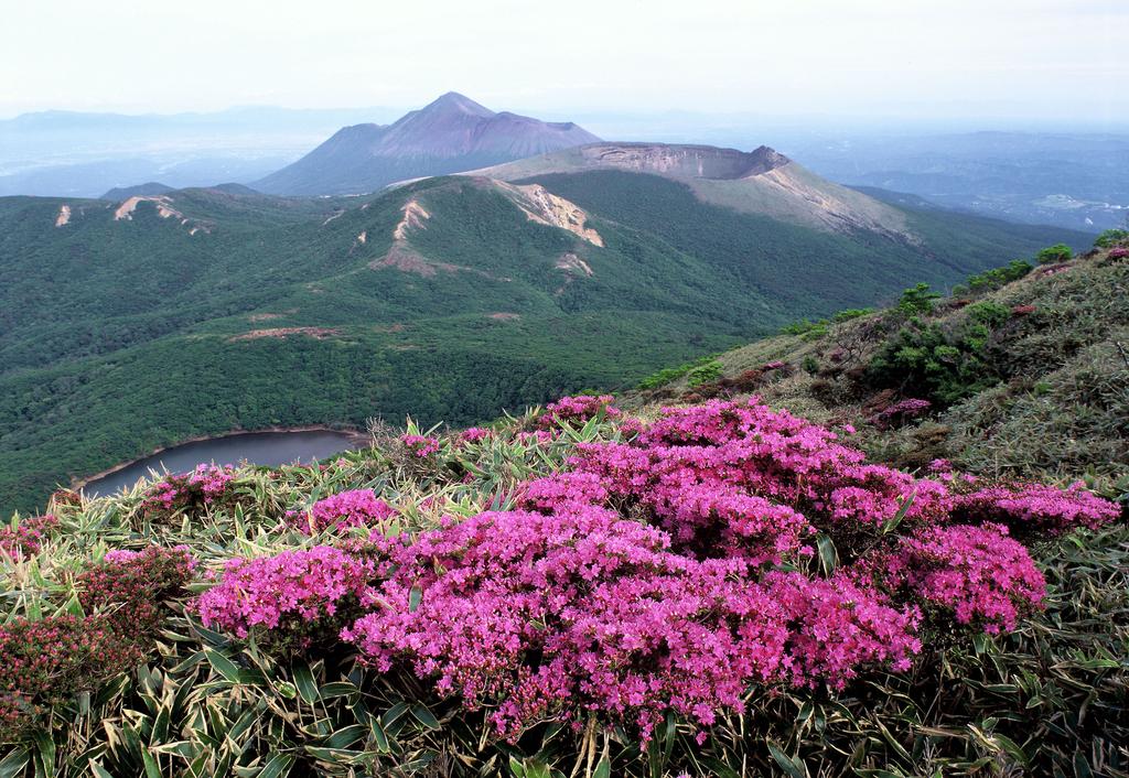 霧島高山杜鵑花-5