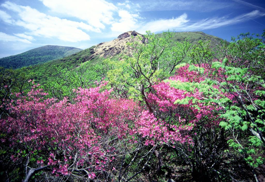 Kyushu Azaleas in Bloom-4