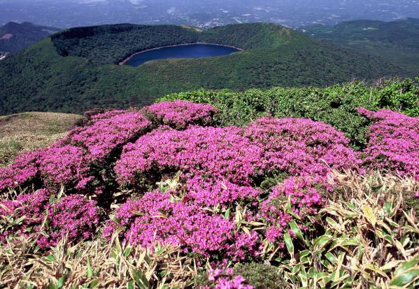 雾岛高山杜鹃花-1