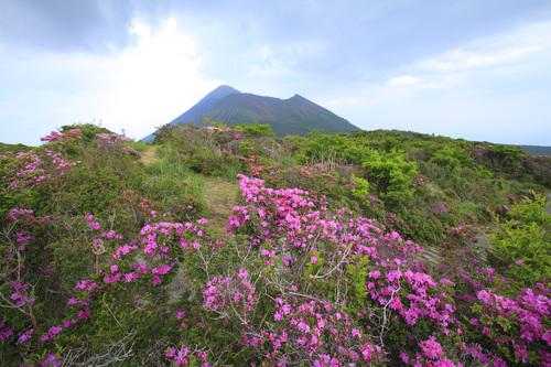 Kyushu Azaleas in Bloom-3