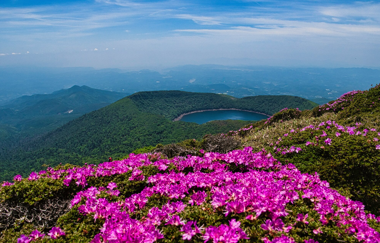 Kyushu Azaleas in Bloom-7