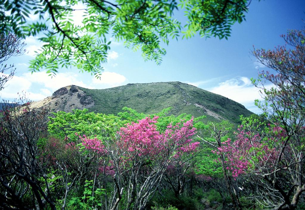 Kyushu Azaleas in Bloom-2