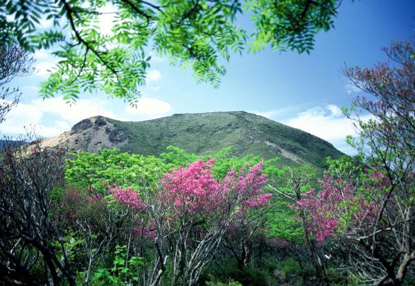 雾岛高山杜鹃花-2