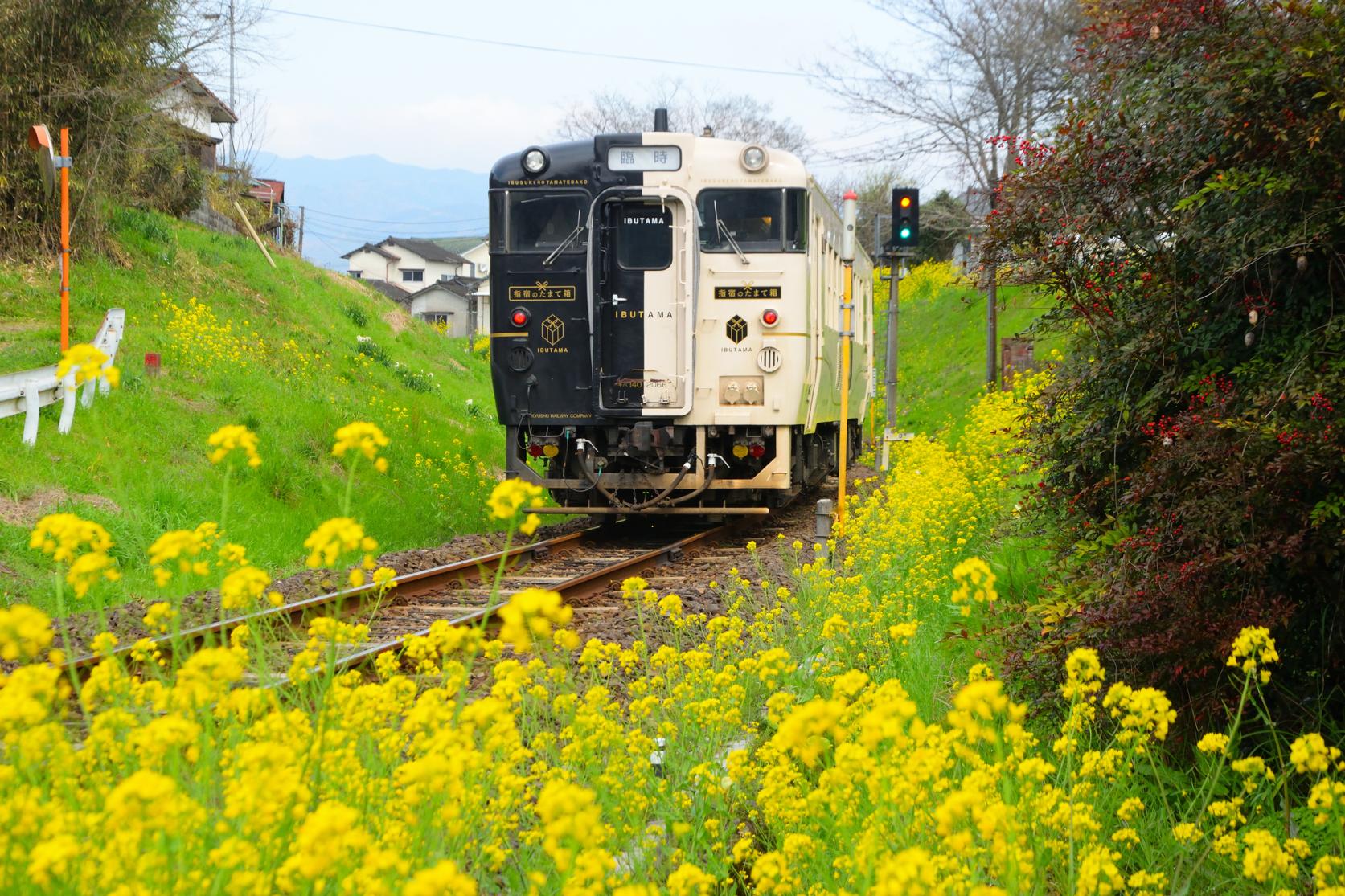 观光列车（设计与传说相结合的新式列车）「指宿玉手箱号」-1