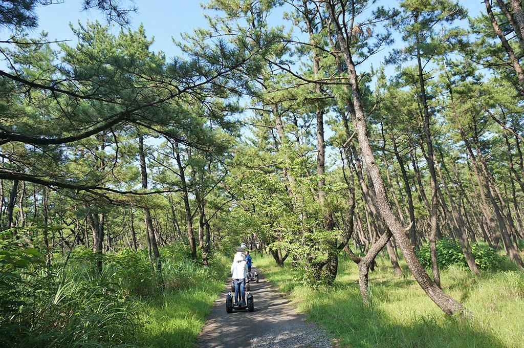 Experience the healing power of pine forests on a guided Segway tour!-3