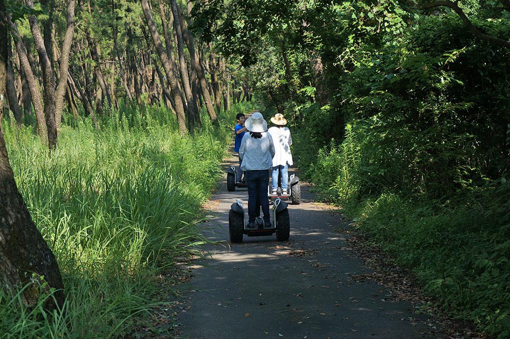 Experience the healing power of pine forests on a guided Segway tour!-8