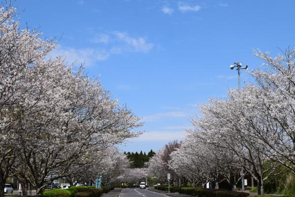 Roadside Station Kuni-no-Matsubara Osaki (Asuparu Osaki)-3