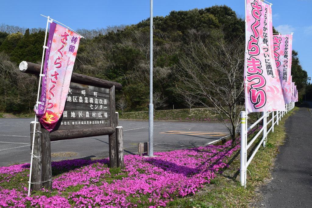 【2024】第7回持留さくらさくらまつり-1