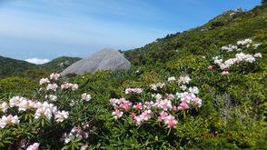 2026　屋久島しゃくなげ登山-1