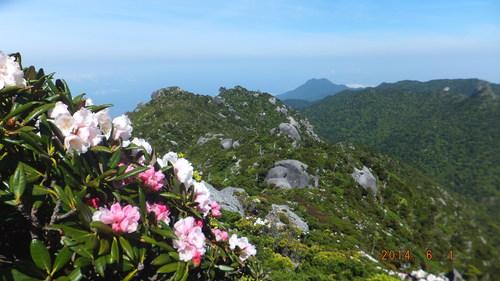2026　屋久島しゃくなげ登山-1