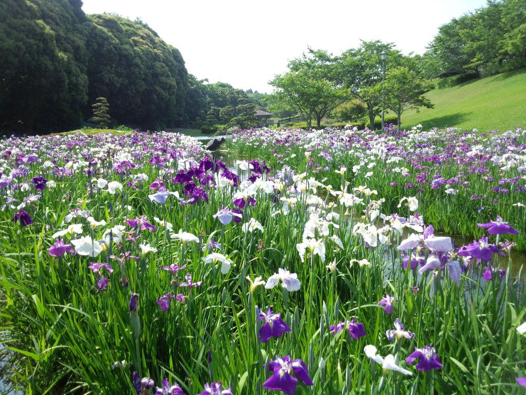 ふれあいの里公園内　日本庭園-1