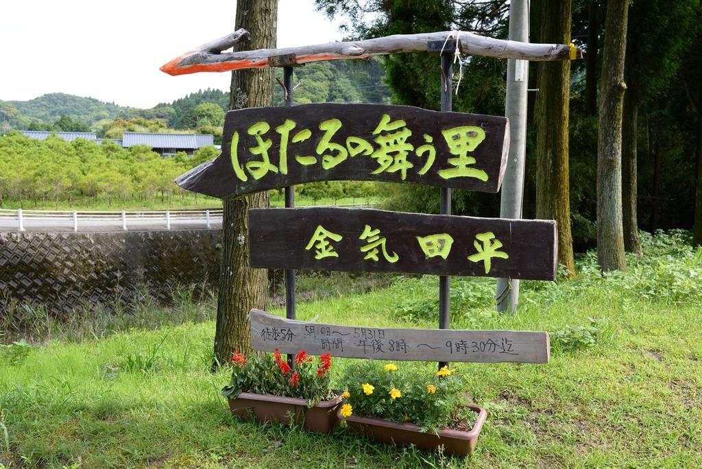 加世田内山田のホタル-0