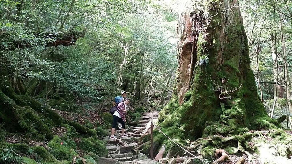 世界自然遺産・屋久島の登山をより安全・安心に！！-1