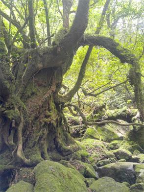 世界自然遺産・屋久島の登山をより安全・安心に！！-2