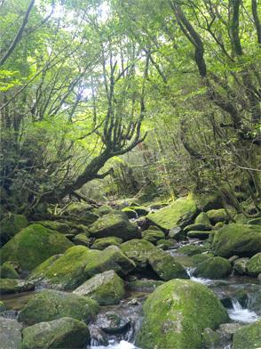 世界自然遺産・屋久島の登山をより安全・安心に！！-1