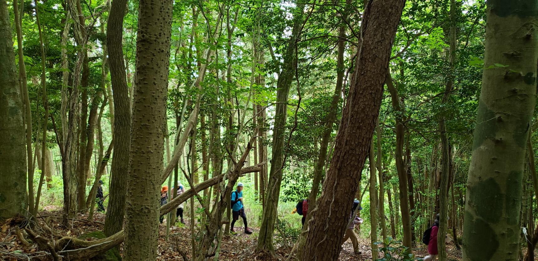 栗野岳-5