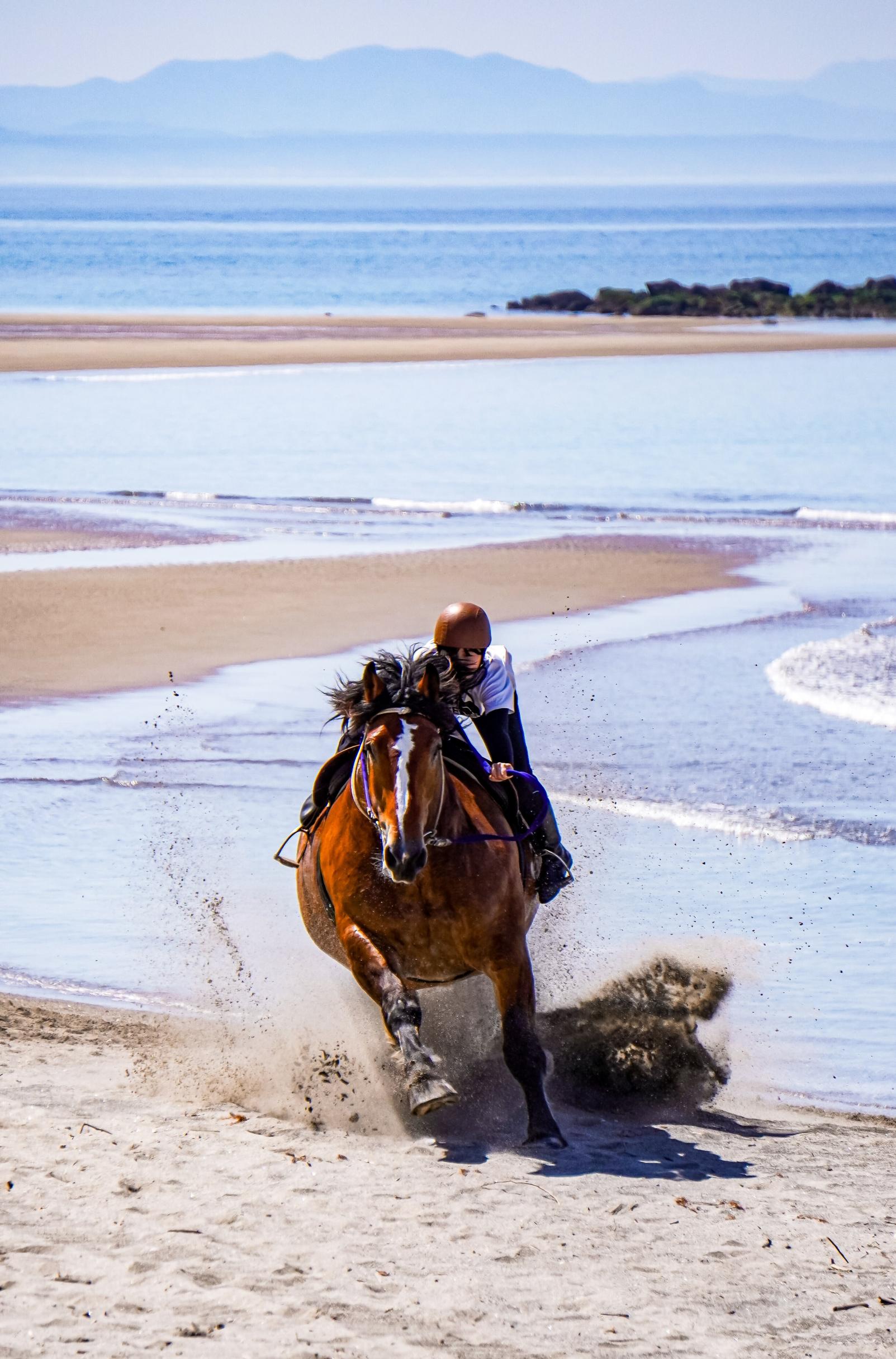 【2026】第66回串木野浜競馬大会-2