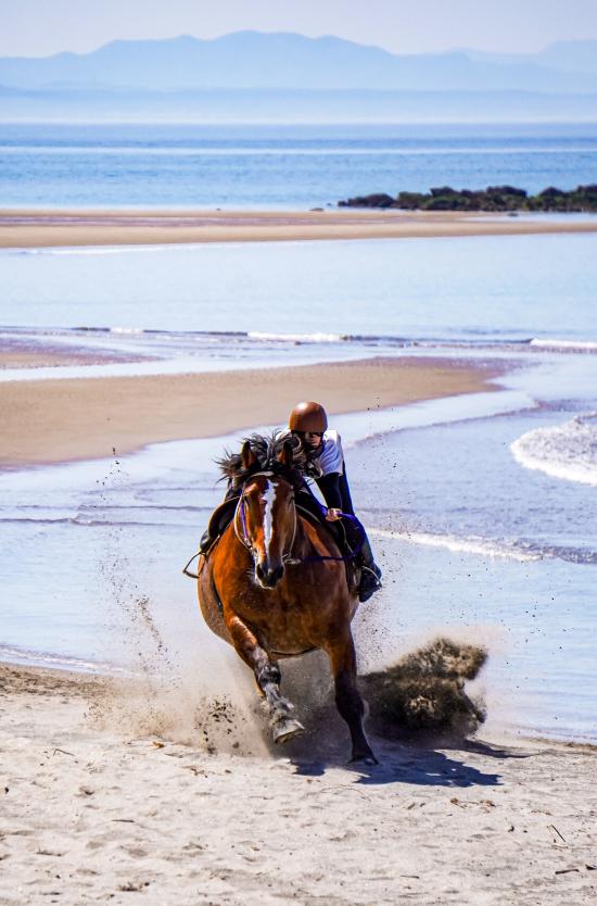 【2026】第66回串木野浜競馬大会-2