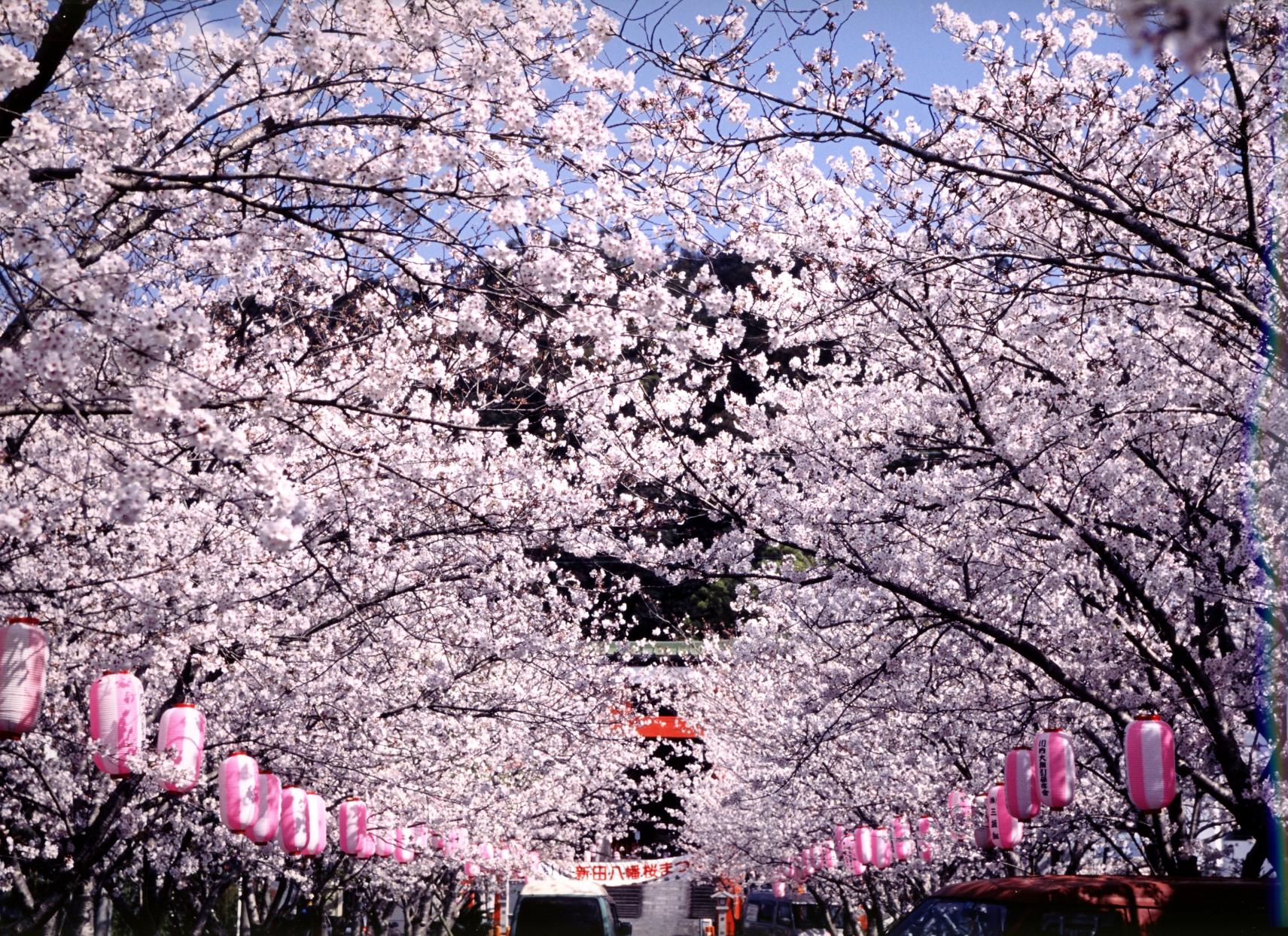 【2024】第32回 新田八幡桜まつり-1