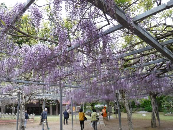 霧島シルバー観光ガイド しっちょいどん / 霧島市-4
