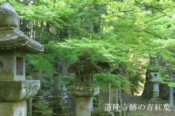 春も！えっがね祭り＆えびね展２０２５-4