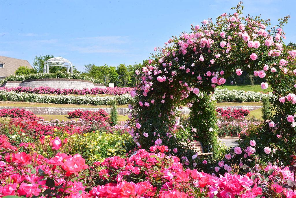 Kanoya Rose Festival-0