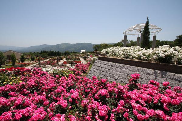 Kanoya Rose Festival-1