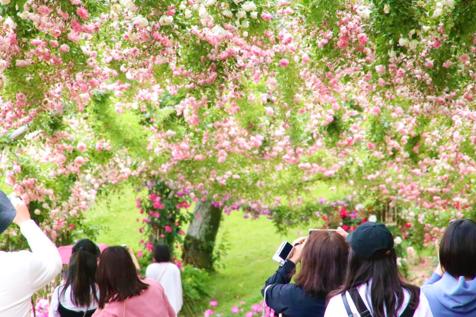 かのやばら祭り2024春-5